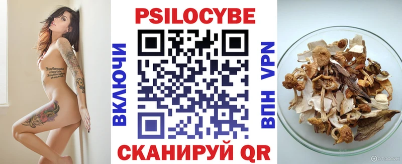 купить Камбарка KRAKEN как зайти Псилоцибиновые грибы Psilocybe